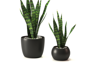 Snakeplants 3D-Modell