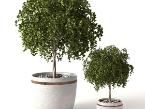 Green plants 3D Models