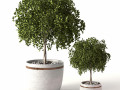 Green plants 3D Models