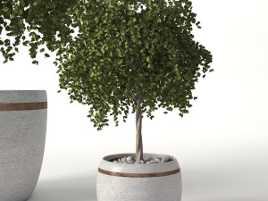 Green plants 3D Model