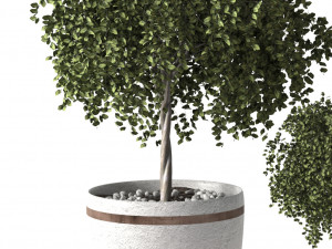 Green plants 3D Model