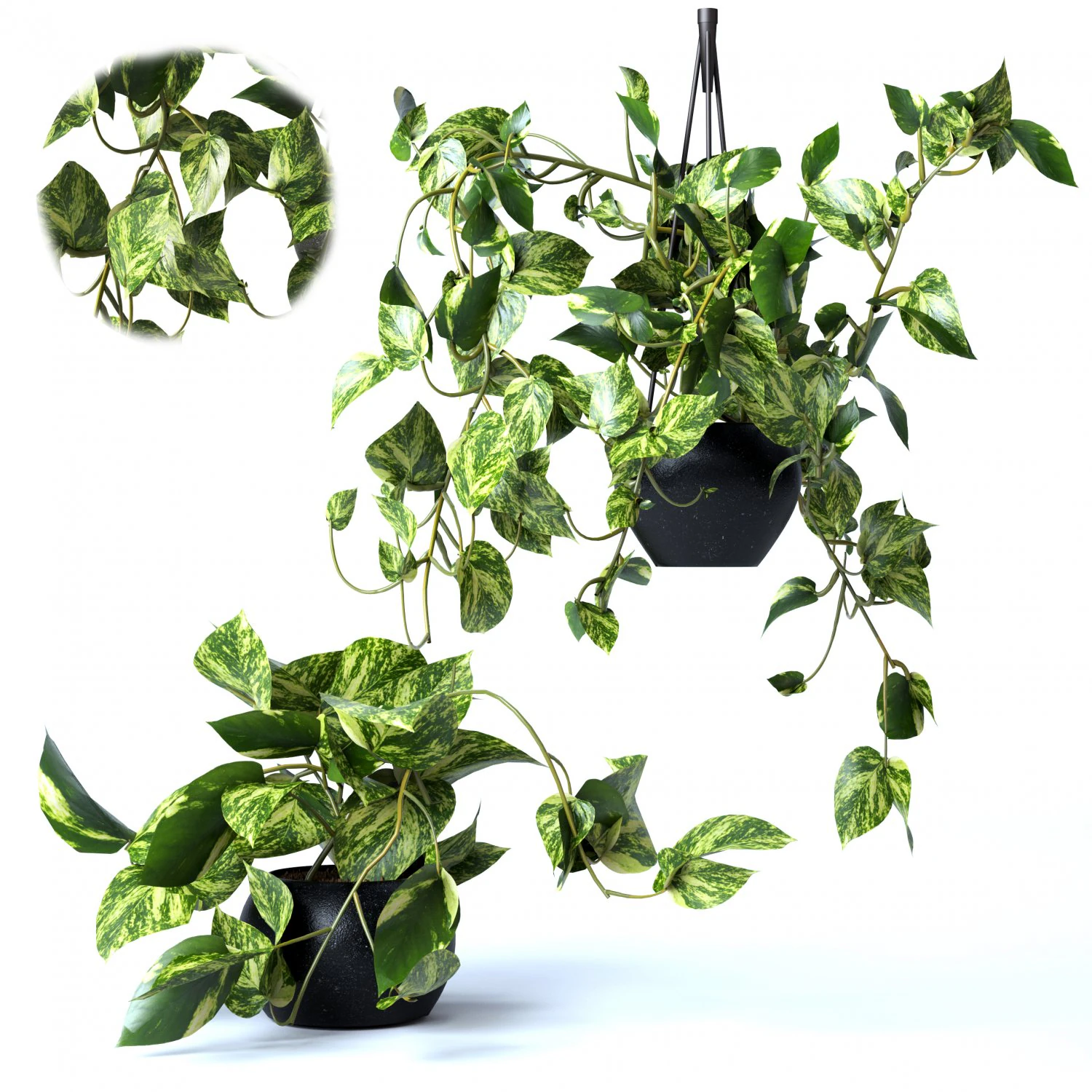 Pendant plant 3D Model .c4d .max .obj .3ds .fbx .stl .blend 