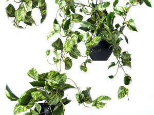 Pendant plant 3D Models