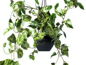 Pendant plant 3D Model