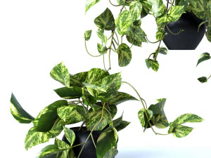Pendant plant 3D Model