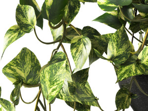 Pendant plant Modelo 3D
