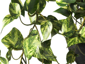 Pendant plant 3D Model