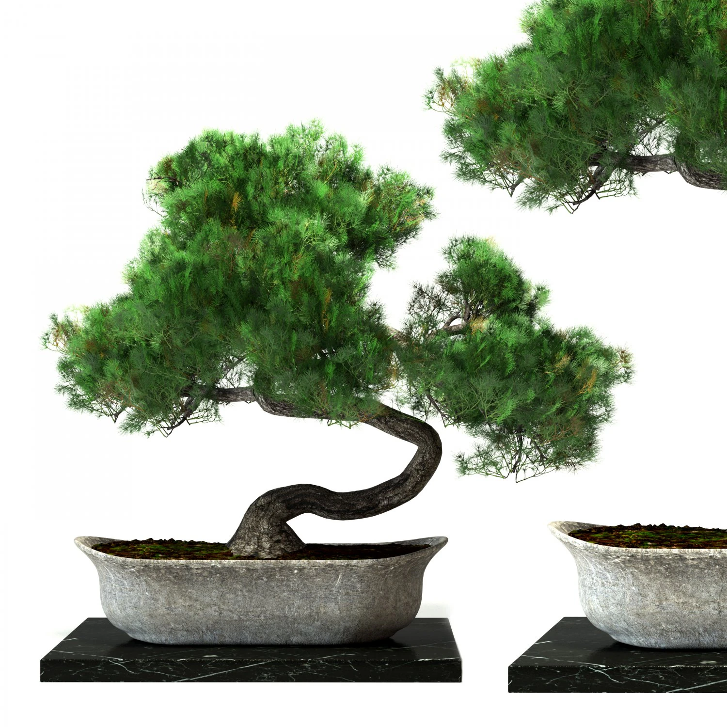 Bonsai plant 3D Model .c4d .max .obj .3ds .fbx .stl .blend 