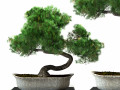 Bonsai plant 3D Models