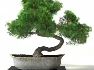 Bonsai plant 3D Model