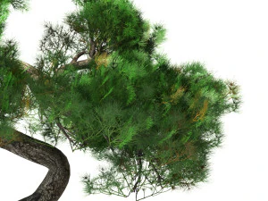 Bonsai plant 3D Model
