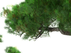 Bonsai plant 3D Model