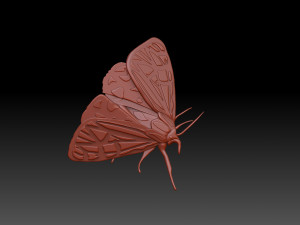 Moth 3D Print Model