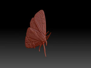 Moth 3D Print Model