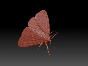 Moth 3D Print Model