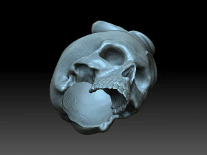 Skull with a rose 3D Print Model