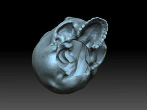 Skull with a rose 3D Print Model