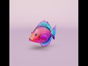 Tropical Fish 3D Model