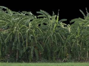 Background 3D Model