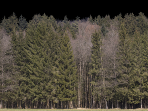 Background 3D Model