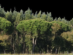 Background 3D Model