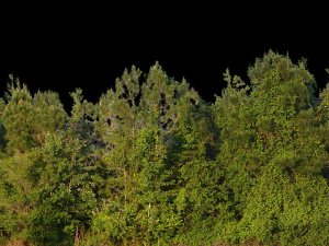 Background 3D Model