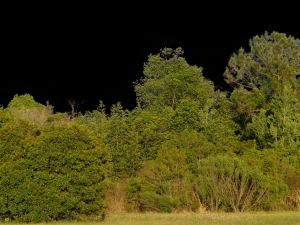 Background 3D Model