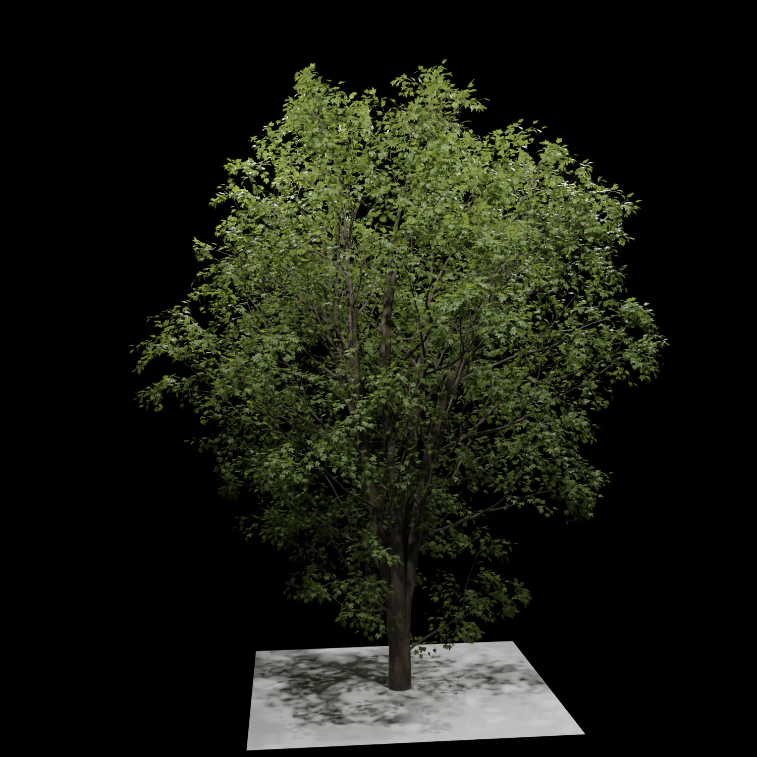 나무 3D 모델 .c4d .max .obj .3ds .fbx .stl .blend 