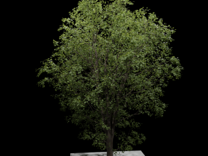 Tree Modèle 3D