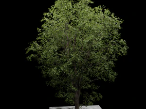 &Aacute;rvore Modelo 3D