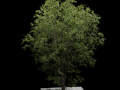 Tree 3D Models