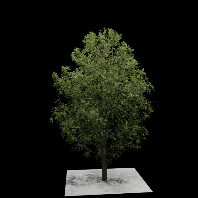 Tree 3D Model .c4d .max .obj .3ds .fbx .stl .blend