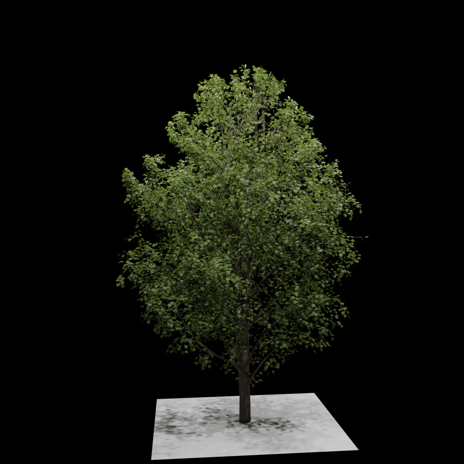 Tree 3D Model .c4d .max .obj .3ds .fbx .stl .blend 