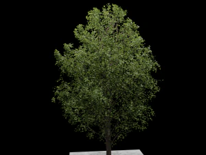 Arbre Modèle 3D