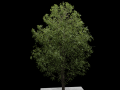 Tree 3D Models