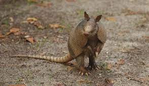 Armadillo stl 3D 模型 .c4d .max .obj .3ds .fbx .stl .blend