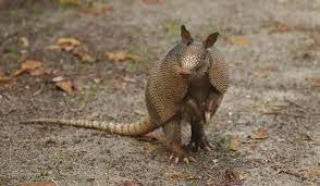 Armadillo stl 3D Model .c4d .max .obj .3ds .fbx .stl .blend 