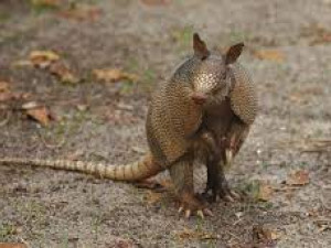 Armadillo stl 3D 模型