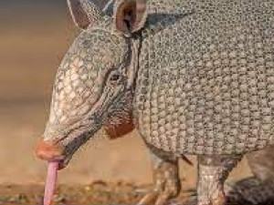 Armadillo stl 3D 模型