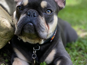 FRENCHIE BULDOG FRANCES 3D 모델