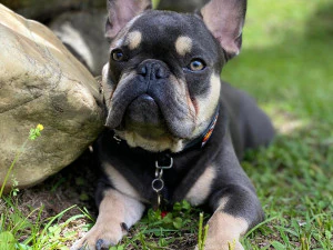 FRENCHIE BULDOG FRANCES 3D Model