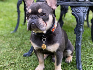 FRENCHIE BULDOG FRANCES 3D 모델