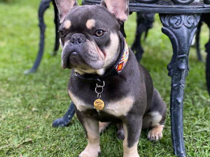 FRENCHIE BULDOG FRANCES 3D Model