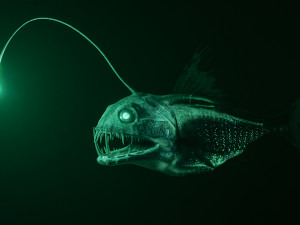 Angler Deep Sea Fish 3D 模型