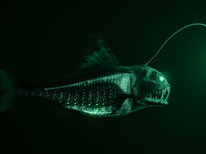 Angler Deep Sea Fish 3D 模型