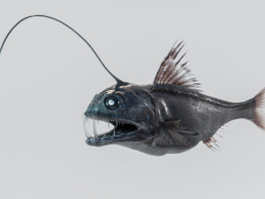 Angler Deep Sea Fish 3D 模型