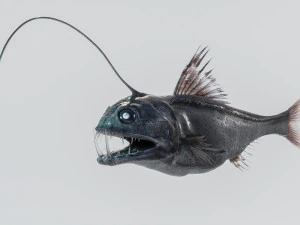 Angler Deep Sea Fish 3D Model