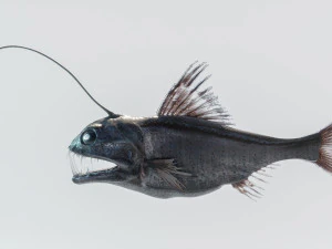 Angler Deep Sea Fish 3D Model