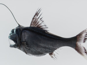 Angler Deep Sea Fish 3D 模型