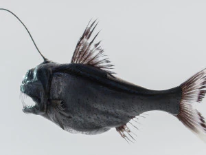 Angler Deep Sea Fish 3D Model